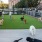 a group of dogs on a grass field
